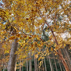 ドウダンツツジ,ヒメシャラ,ヨシノアザミ,スギぼっくり,横倉山⛰の画像