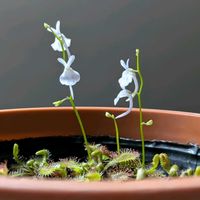 ウサギゴケ,モウセンゴケ,食虫植物,花のある暮らし,我が家のお花の画像