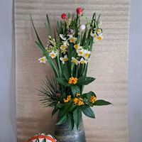 パンジー・ビオラ,マツ,虹の玉,里芋,里芋の画像