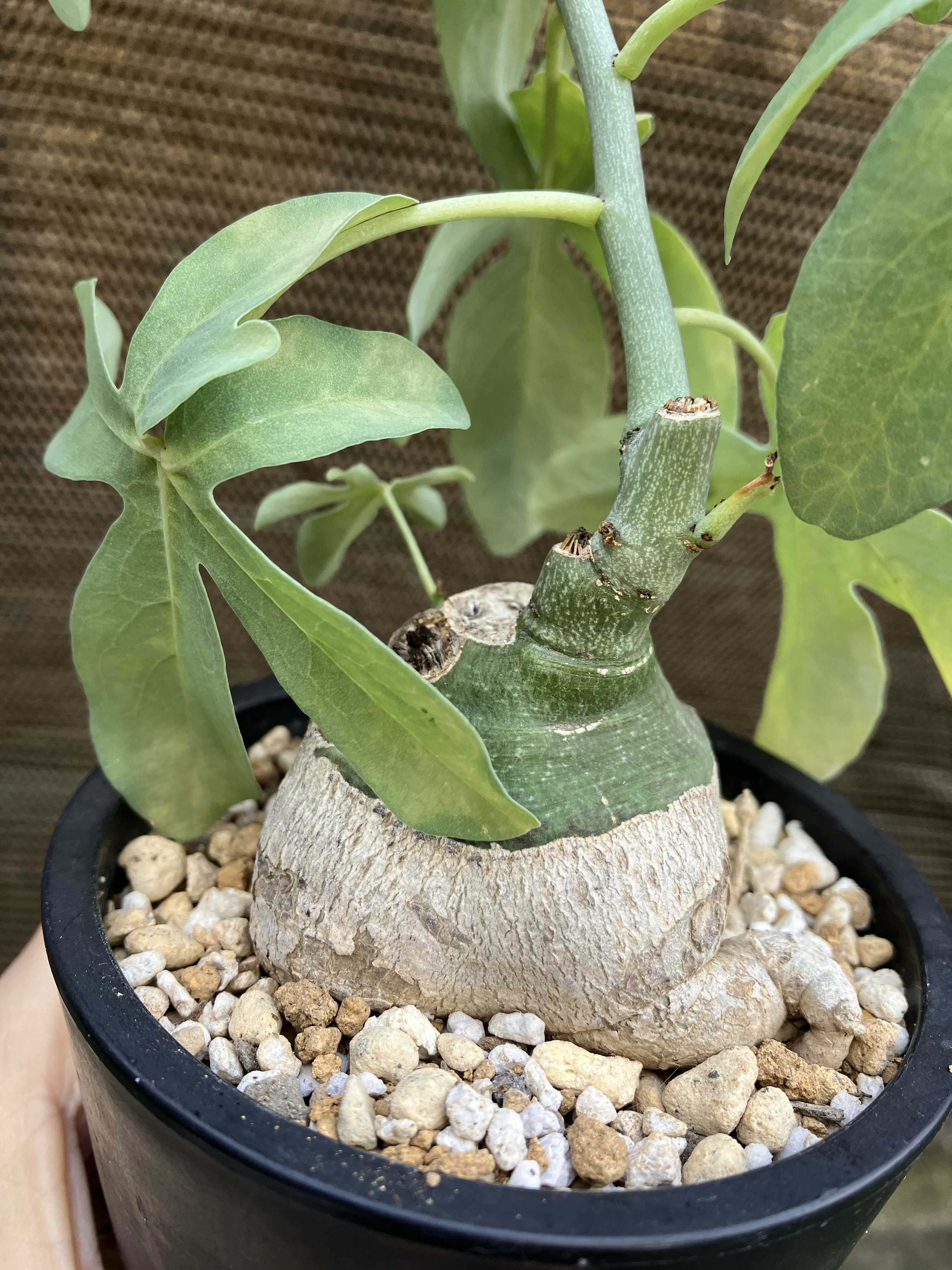 新着抜き苗】アデニア グロボーサ⑤