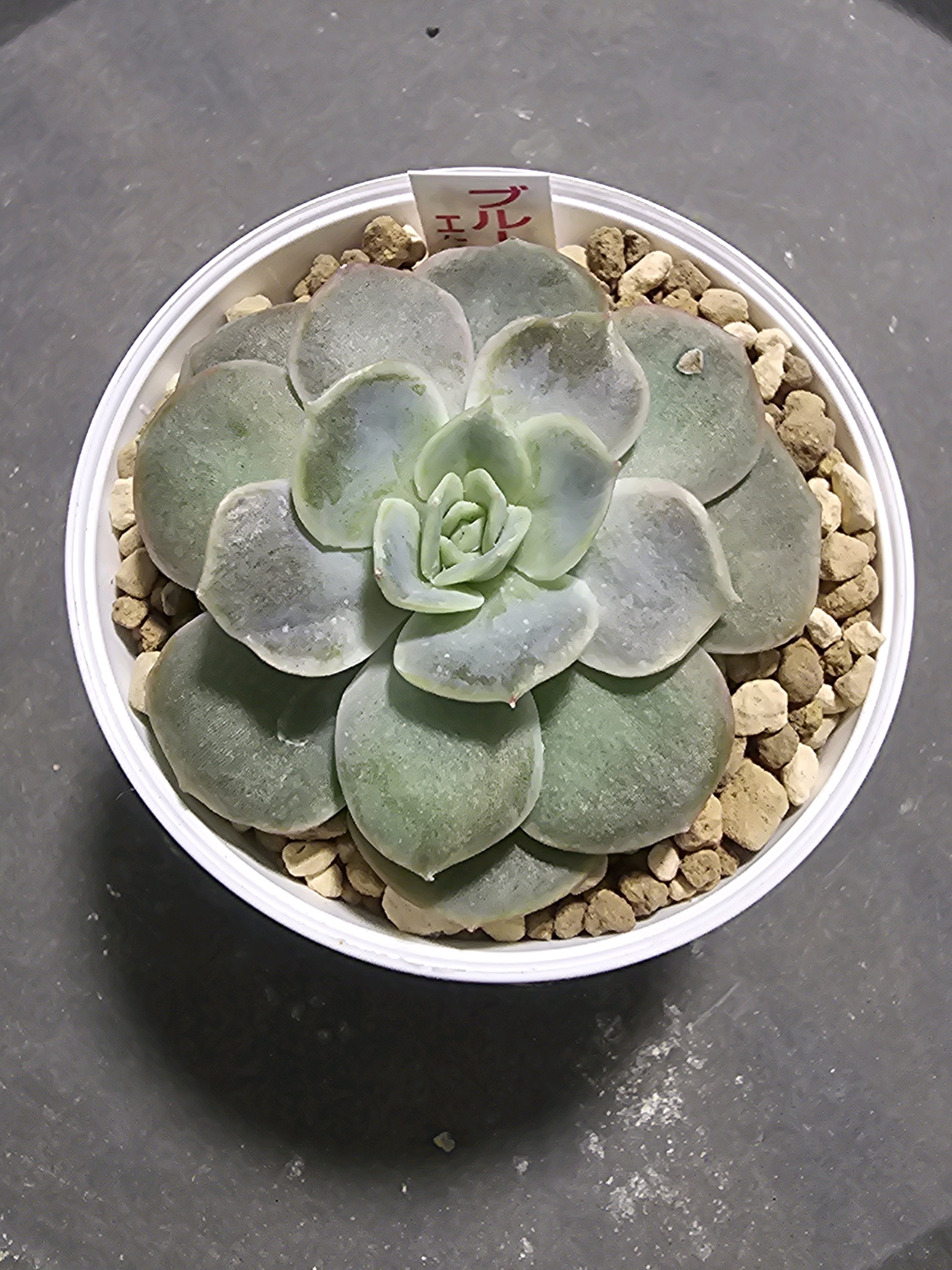 エケベリア ブルーサプライズ【ダイソー】｜🍀GreenSnap