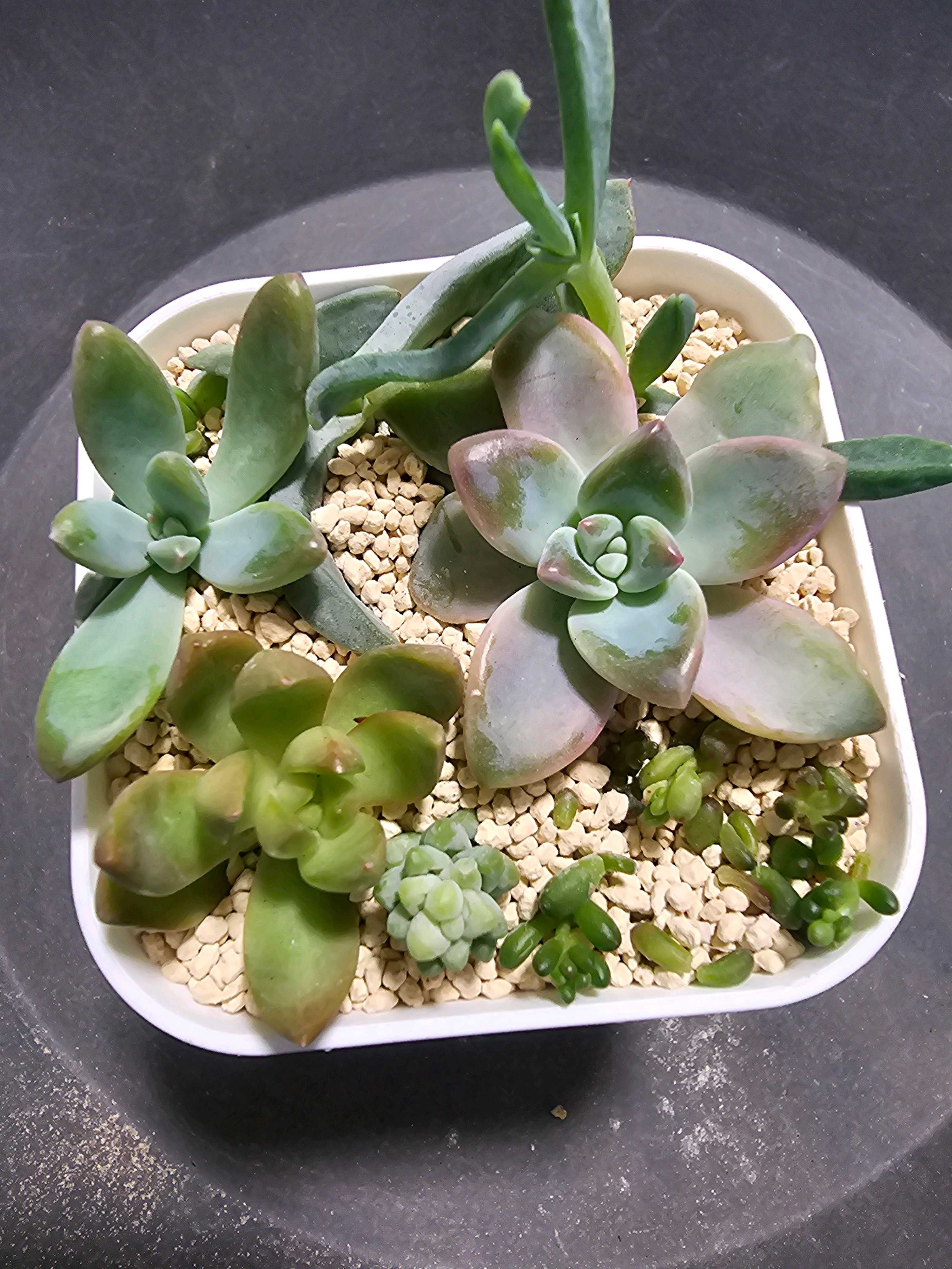 謎多肉【ハンズマン】｜🍀GreenSnap（グリーンスナップ）