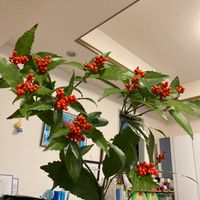 センリョウの画像