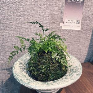 ダバリア　ラビットフッド,観察,苔玉,シダ植物,グリーンの画像