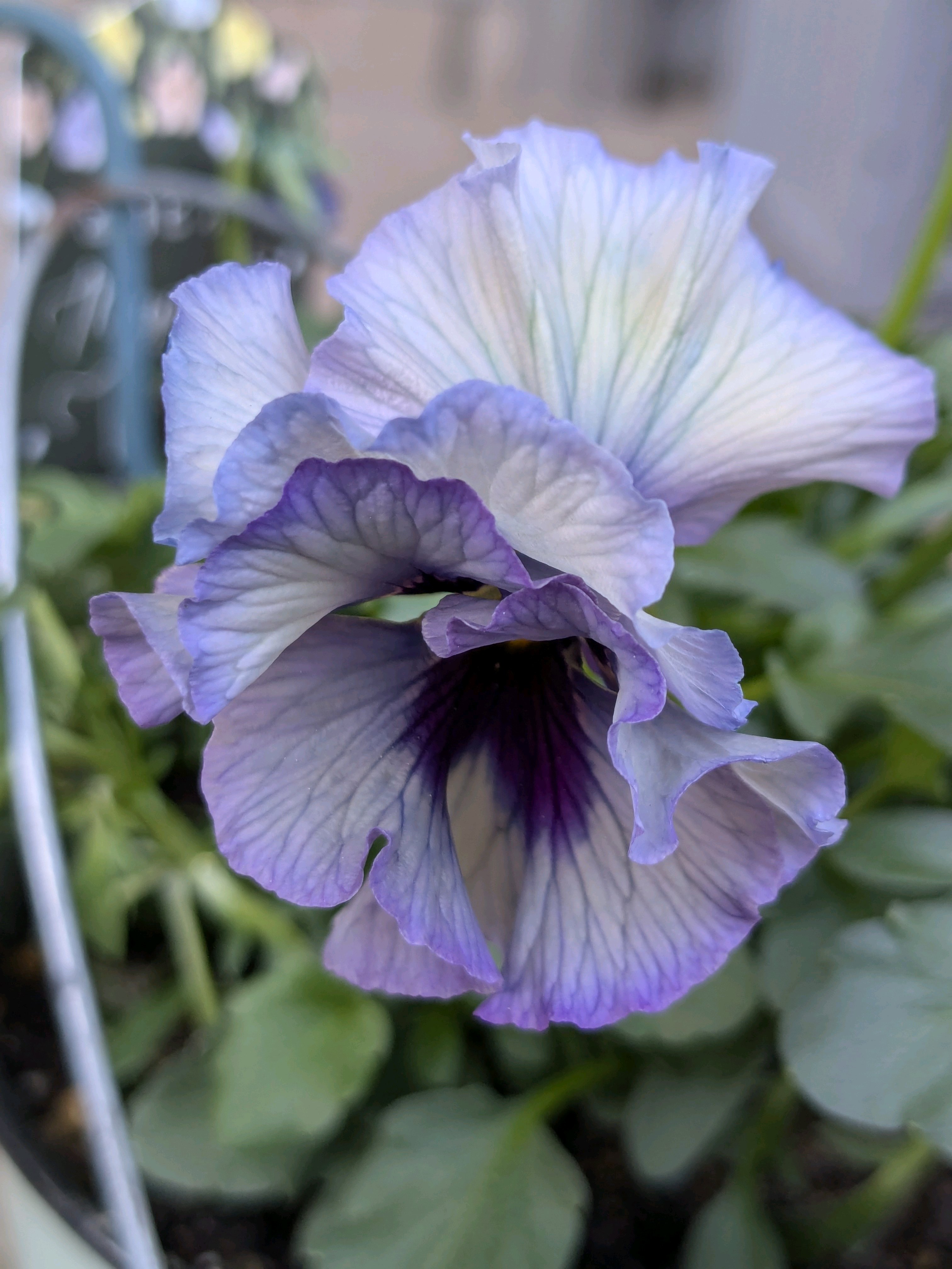 ウーゲデールのビオラ・パンジーカタログ2024｜🍀GreenSnap