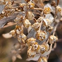 ヨモギ,ヨモギの花後,ヨモギの果実,いつもの遊歩道,グリーンアクセサリー♪の画像