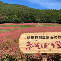 ソバ,ワサビ,赤そばの花,赤そば 高嶺ルビー,赤そば 高嶺ルビーの画像