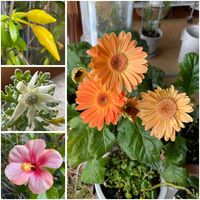 ガーベラ,ハイビスカス,フランネルフラワー,アラマンダ,リン太朗の画像
