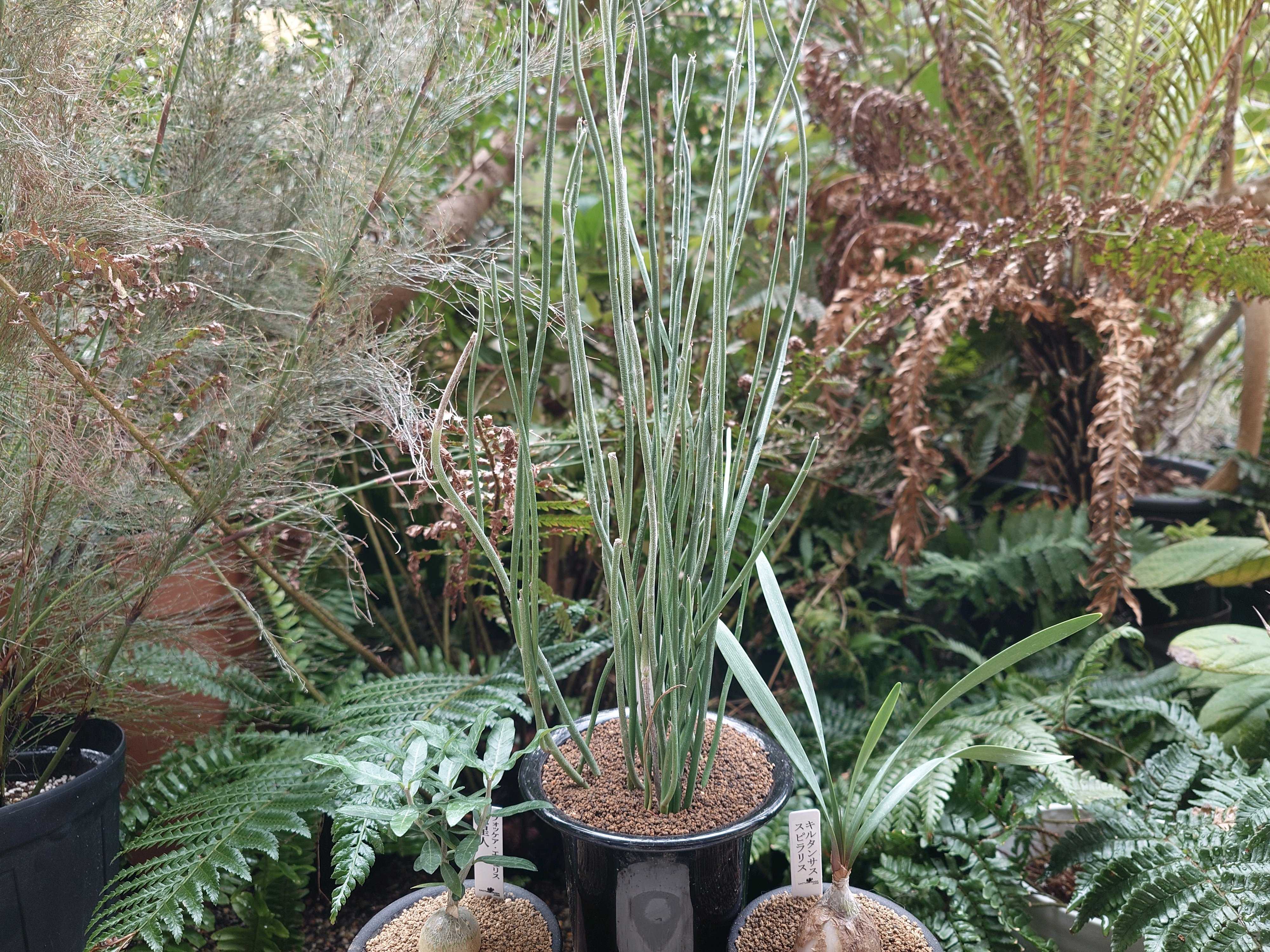 ユーフォルビア アンティシフィリティカの一覧｜🍀GreenSnap（グリーン