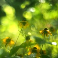 ルドベキア,きれい,花のある暮らし,庭の宿根草,黄色の花の画像