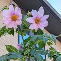 皇帝ダリア,おうち園芸,温泉県大分♨️,チーム大分,小さな庭の画像