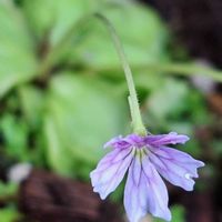 ムシトリスミレ,咲くやこの花館の画像