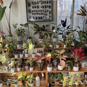 観葉植物,ハイドロカルチャー,植物棚,室内管理の画像