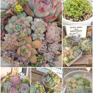 ドロサンテマム グロボーサム,多肉植物,多肉植物寄せ植え,多肉寄せ植え,多肉大好きの画像