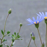 ブルーデージー,佐野植物公園,温泉県大分♨️,チーム大分,2021年同期の会の画像