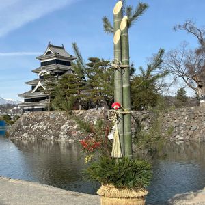 ケヤキ,メタセコイア,シダレヤナギ,ハクバイ,松本城天守の画像