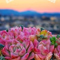 多肉植物,半分そら,空の顔,幸せの多肉,幸せの刹那を積もらせよ(^o^ゞの画像