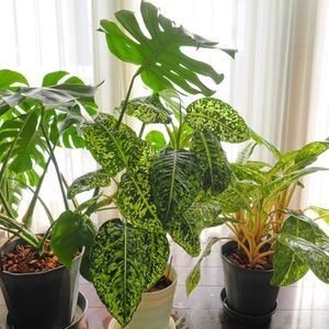 ディフェンバキア,ディフェンバキア・リフレクター,観葉植物,成長記録,コナカイガラムシの画像