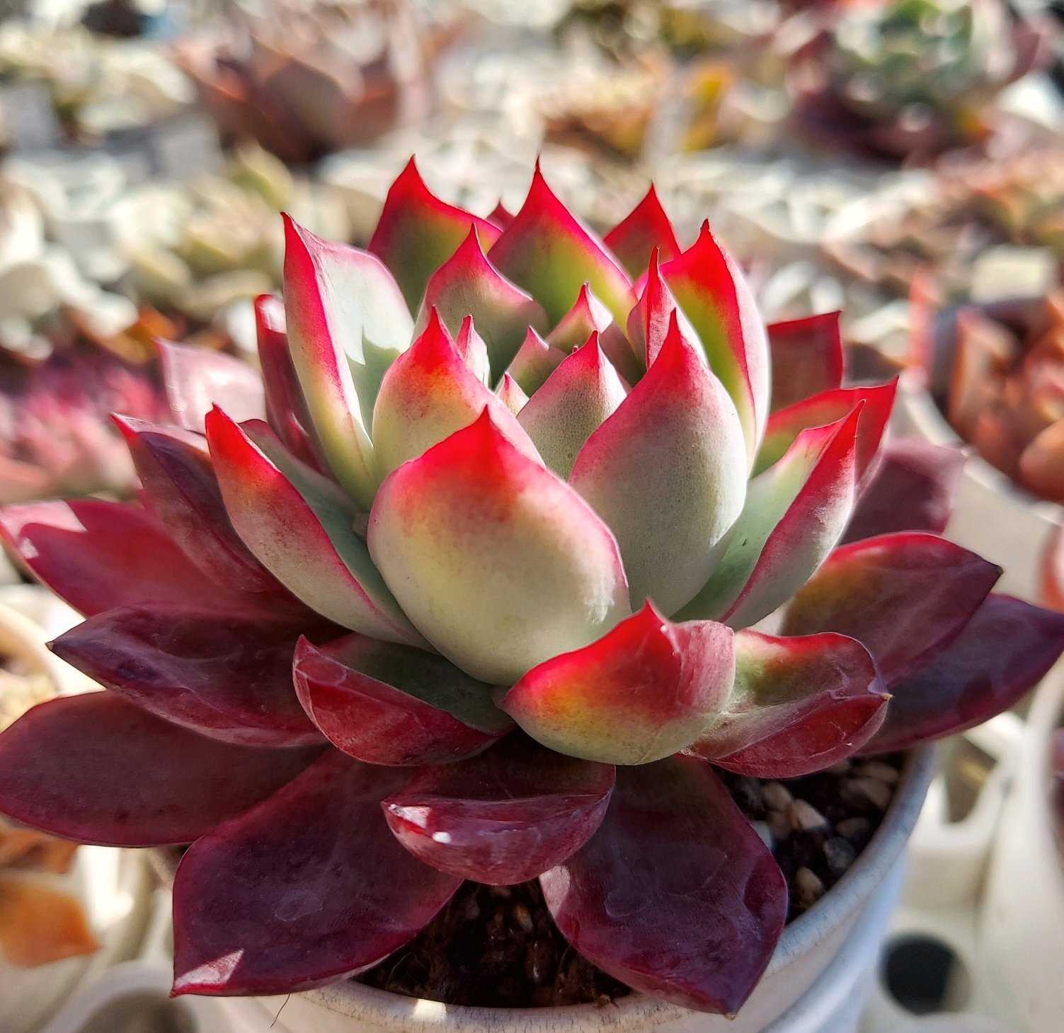 毒リンゴ ロウルサンコ オリジナル品種 多肉植物 多肉 新しい