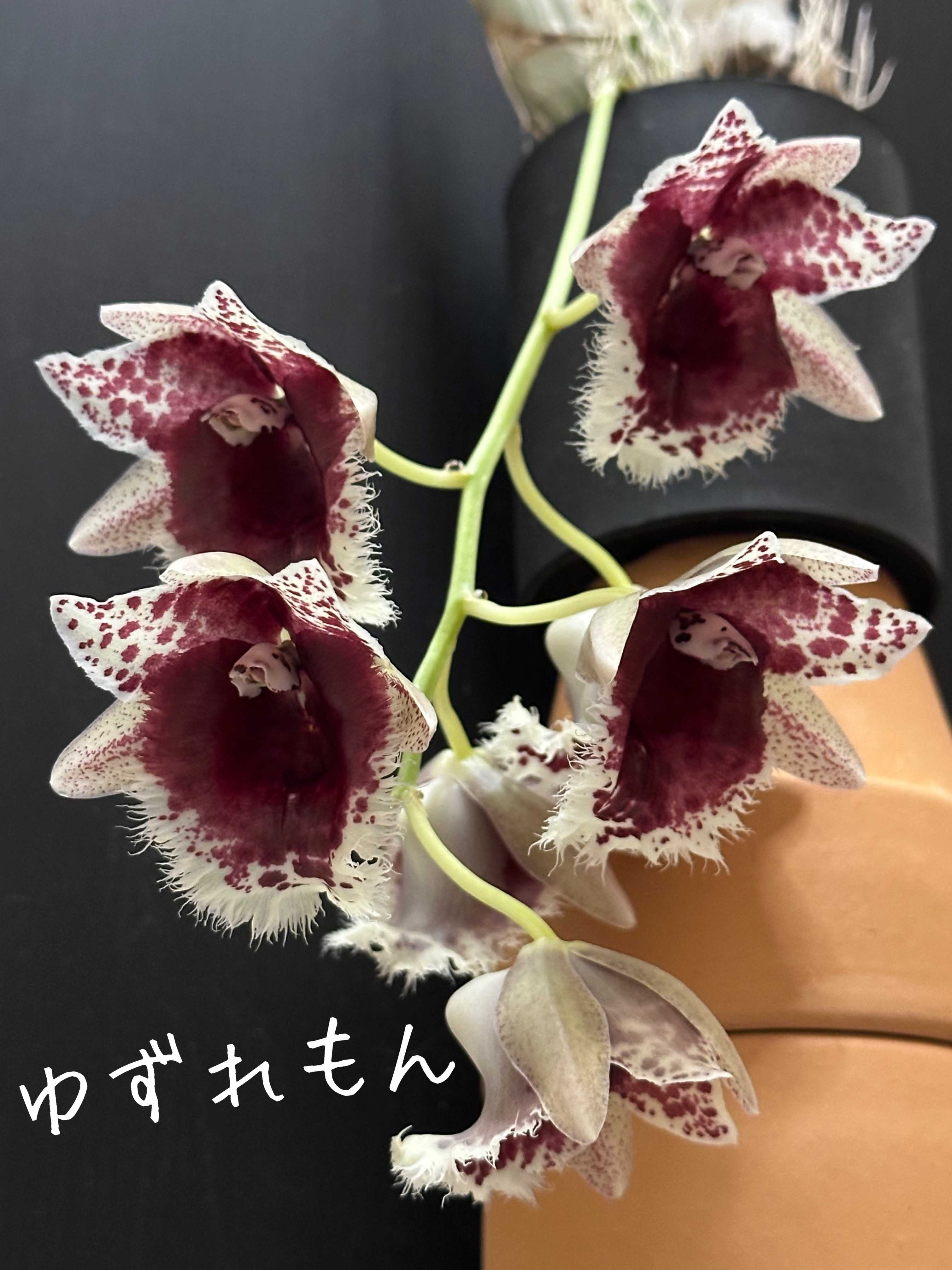 Clowesetum Penang Waltz (MC)の一覧｜🍀GreenSnap（グリーン