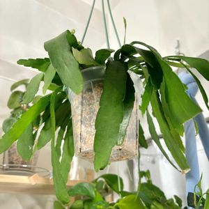 サボテン,リプサリス ラムローサ,観葉植物,初心者,ねこチップの画像