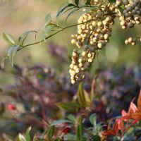 ナンテン,実のなる木,今日のお花,ほんわか♥️ほんのり,野の花山の花の画像