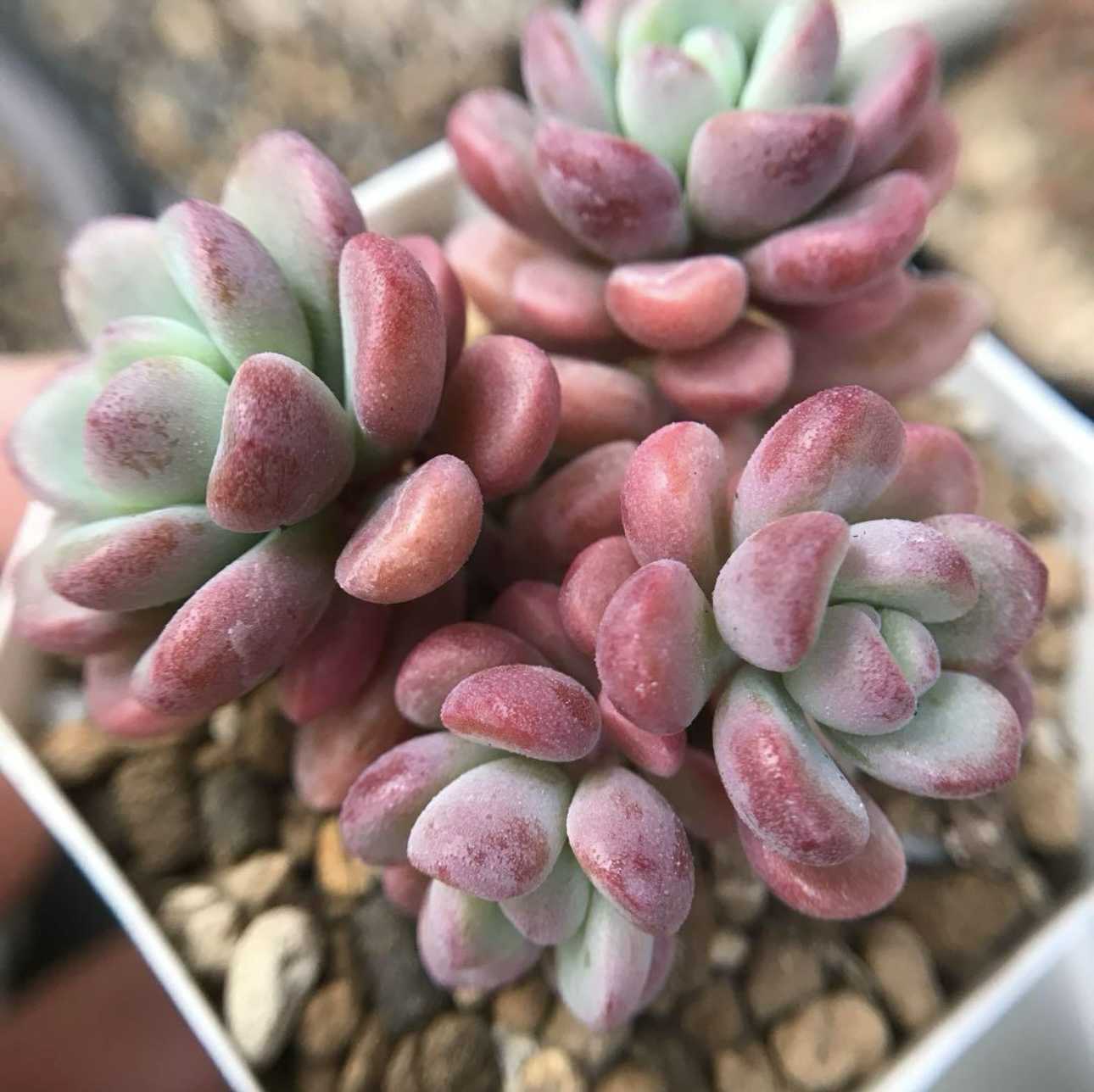 テレタビーズ 新種 多肉植物 小群苗（4CMぐらい） エケベリア