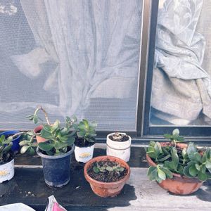 カネノナルキ,金のなる木,多肉植物,挿し芽,挿し木の画像