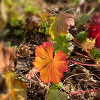 ゲラニウム,お正月,My Garden☆,震災を忘れずに,庭の画像