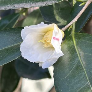 ツバキ,侘助,庭園,冬に咲く花,今日のお花の画像