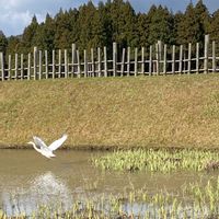 カキツバタ,冬鳥,サギの画像