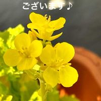 ヤマボウシ,ロウバイ,ロウバイ,つまみ菜,つまみ菜の画像