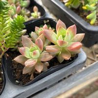 マッコス,カリフォルニアサンセット,多肉植物の画像