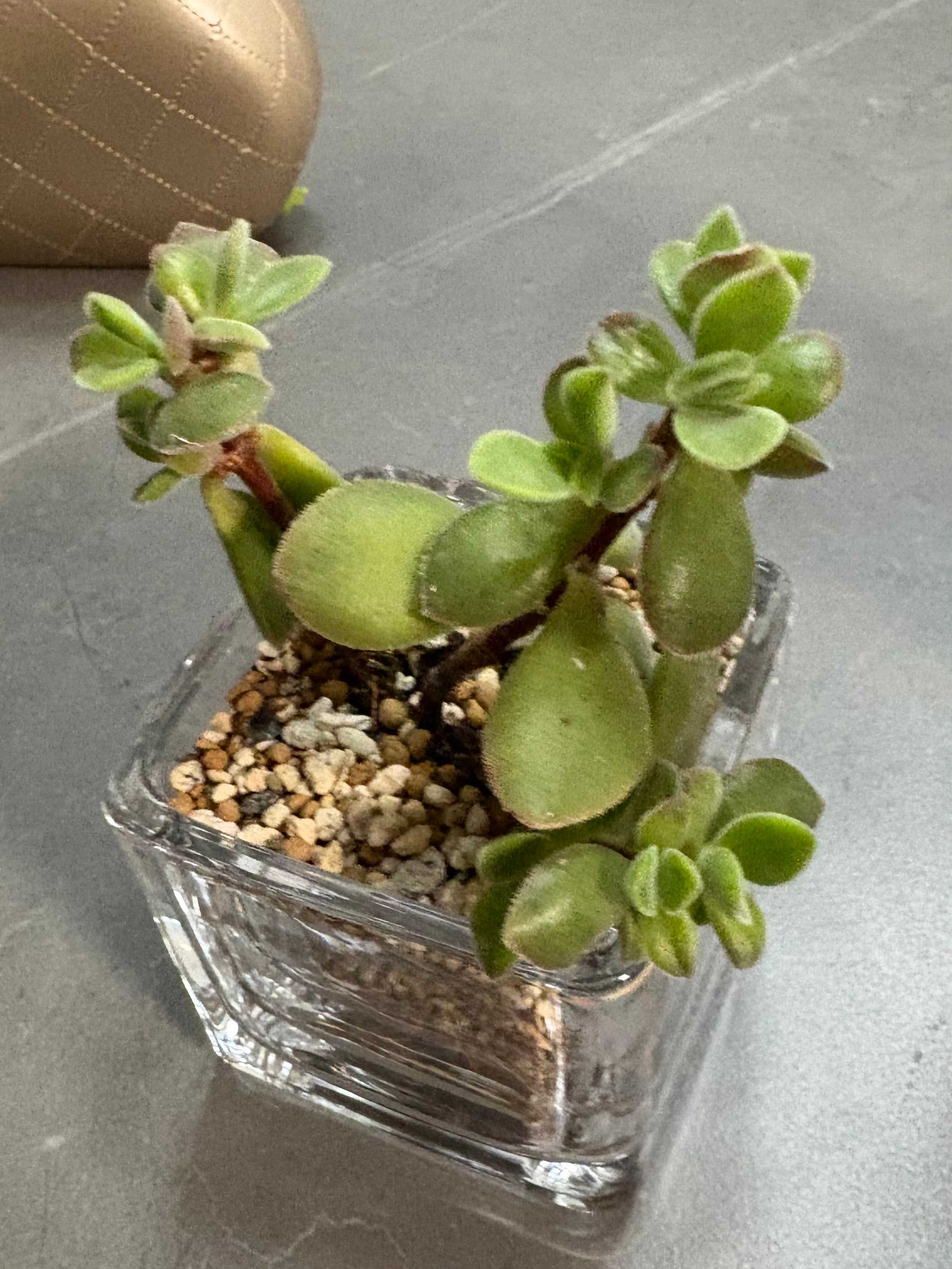 ワテルメイエリー　クラッスラ img_cache_a_36621_1_1613632552