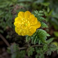 フクジュソウ,福寿草,今日のお花,キンポウゲ目キンポウゲ科の画像