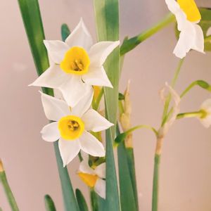 スイセン,日本水仙,日本水仙,雪中花,生け花の画像