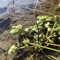 クレソン, 山野草,ハーブ,ビオトープ,水生植物の画像