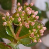 日当たり良好,冷たい風,揺れるルビーネックレスの花,庭の画像