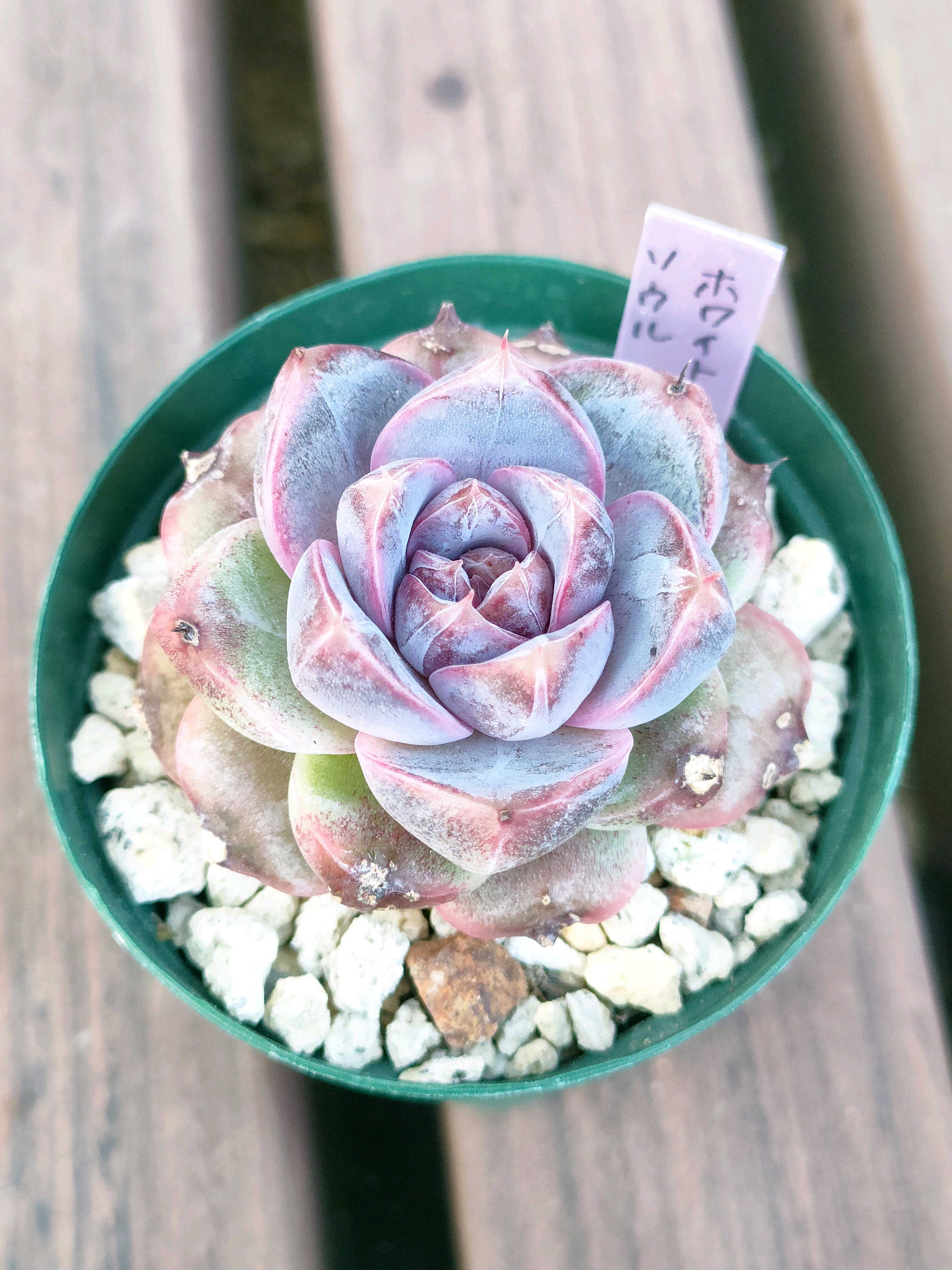 ホワイトソウルの一覧｜🍀GreenSnap（グリーンスナップ）