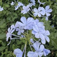 ルリマツリ,地植え,薄紫色の花,おでかけ先の画像