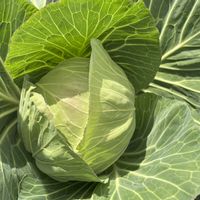 ブロッコリー,キャベツ,カリッコリー,癒される,プランター野菜の画像