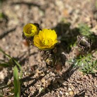 植木鉢,吊り鉢,花いろいろ,バラと夢CLUB,おうち園芸の画像