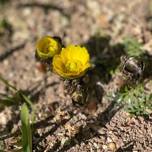 植木鉢,吊り鉢,花いろいろ,バラと夢CLUB,おうち園芸の画像