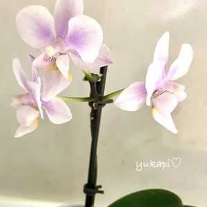 ドラセナ・コンシンネ,マイクロ胡蝶蘭,観葉植物,苔玉,花のある暮らしの画像