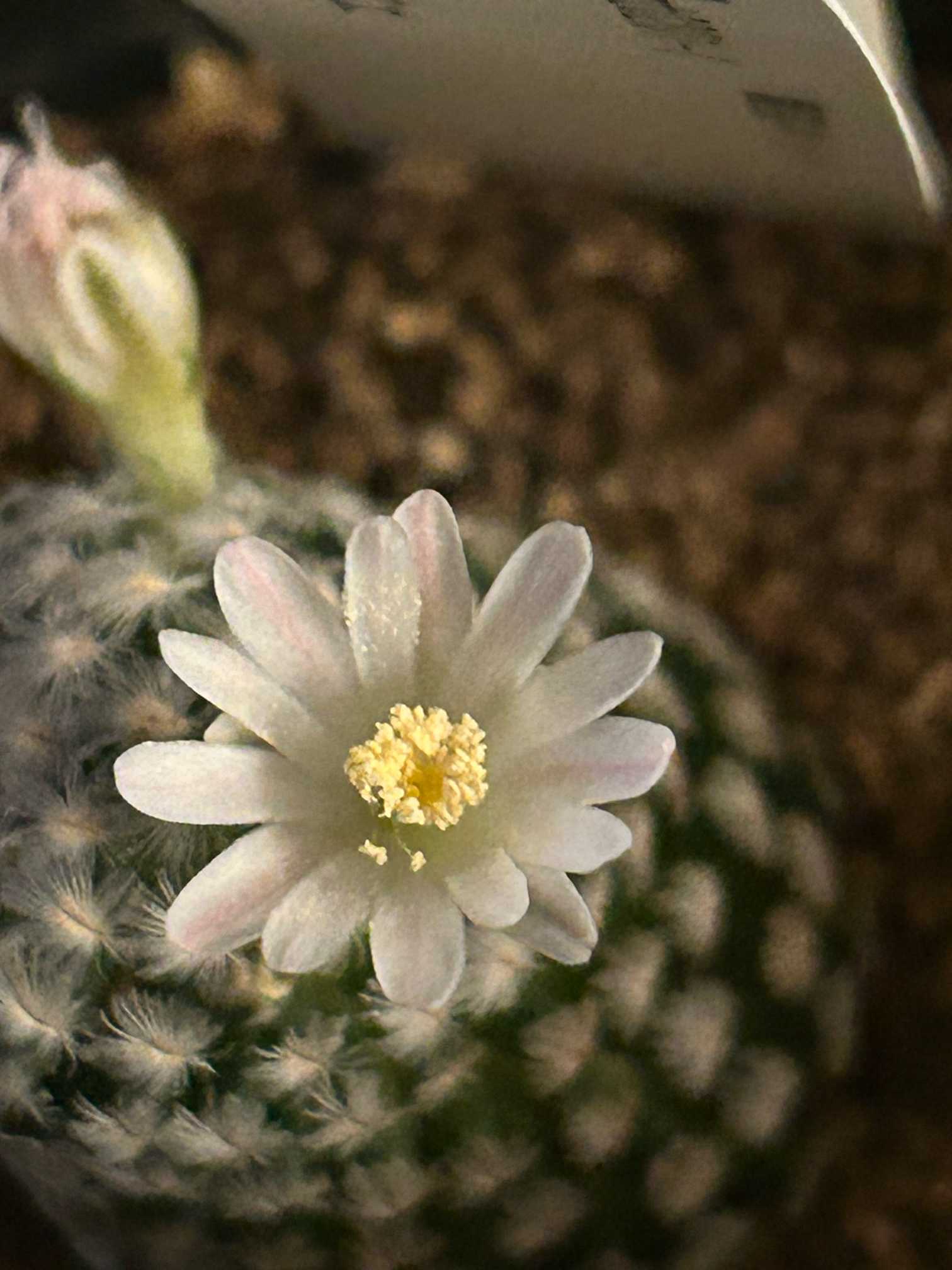 他にもカワイイおサボちゃんのお花達🌵｜🍀GreenSnap（グリーンスナップ）