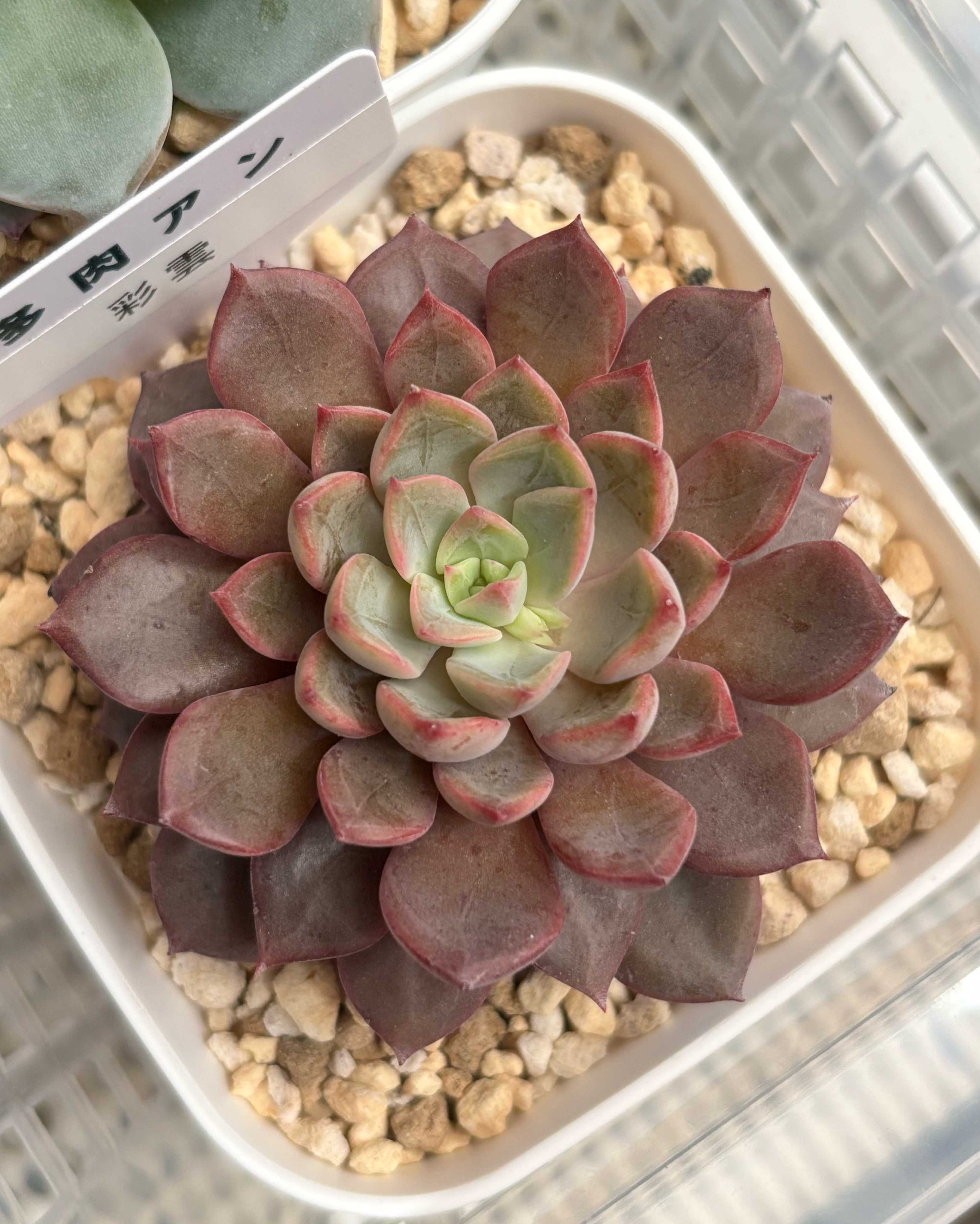 多肉アンさん苗✨リリス✕ラウイ❤️ 多肉アンさん苗✨リリス✕ラウイ❤️ 多肉アンさん苗✨リリス✕ラウイ