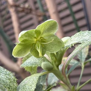 クリスマスローズ,Helleborus argutifolius、ヘレボルス・アーグティフォリウス,アーグチフォリウス スターダスト,鉢植え,マンション専用庭の画像