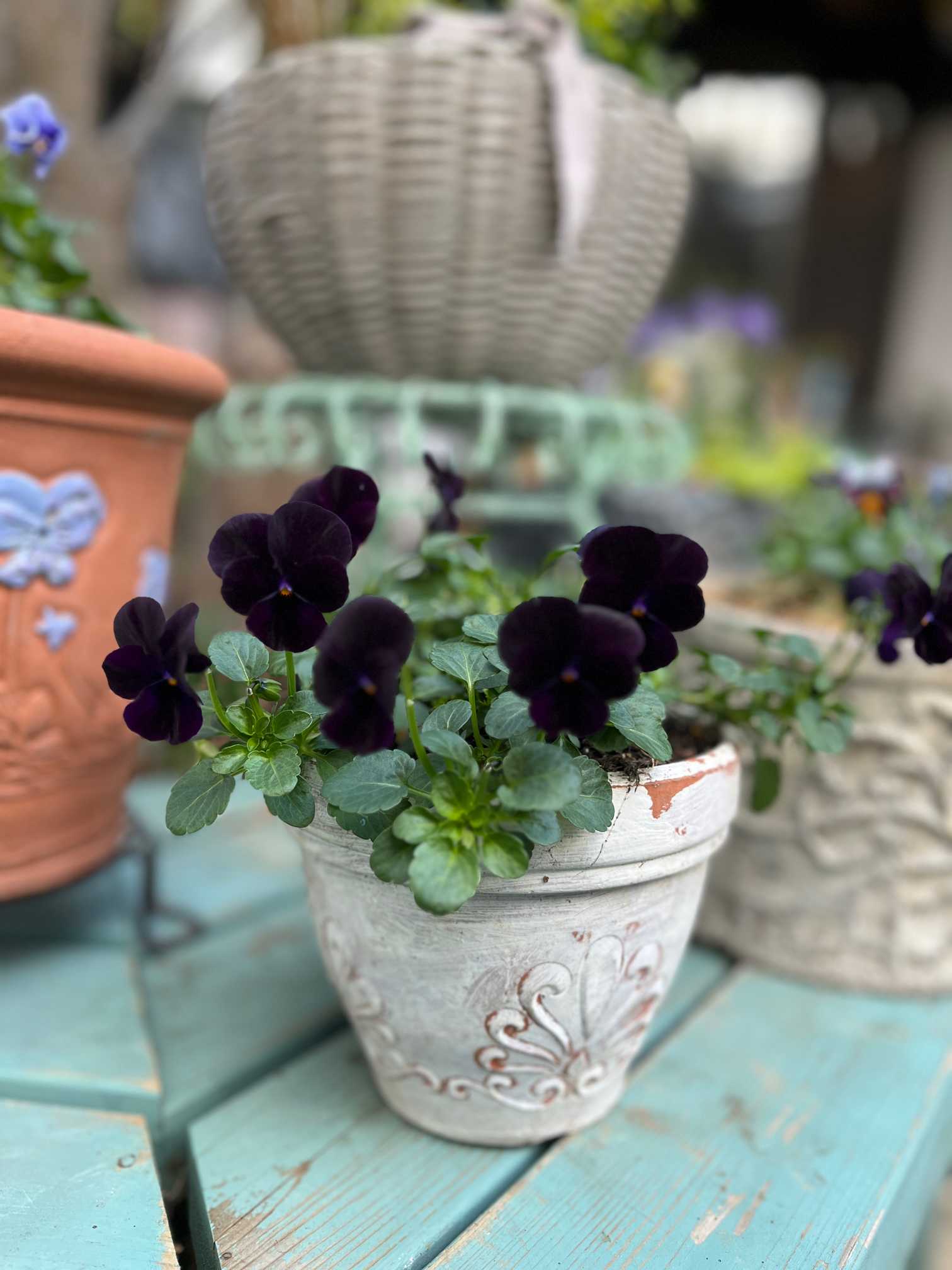 多肉植物 寄せ植え 紫と緑のグラデーション*8 多肉植物 寄せ植え 紫と緑のグラデーション*8 多肉植物の秋💕