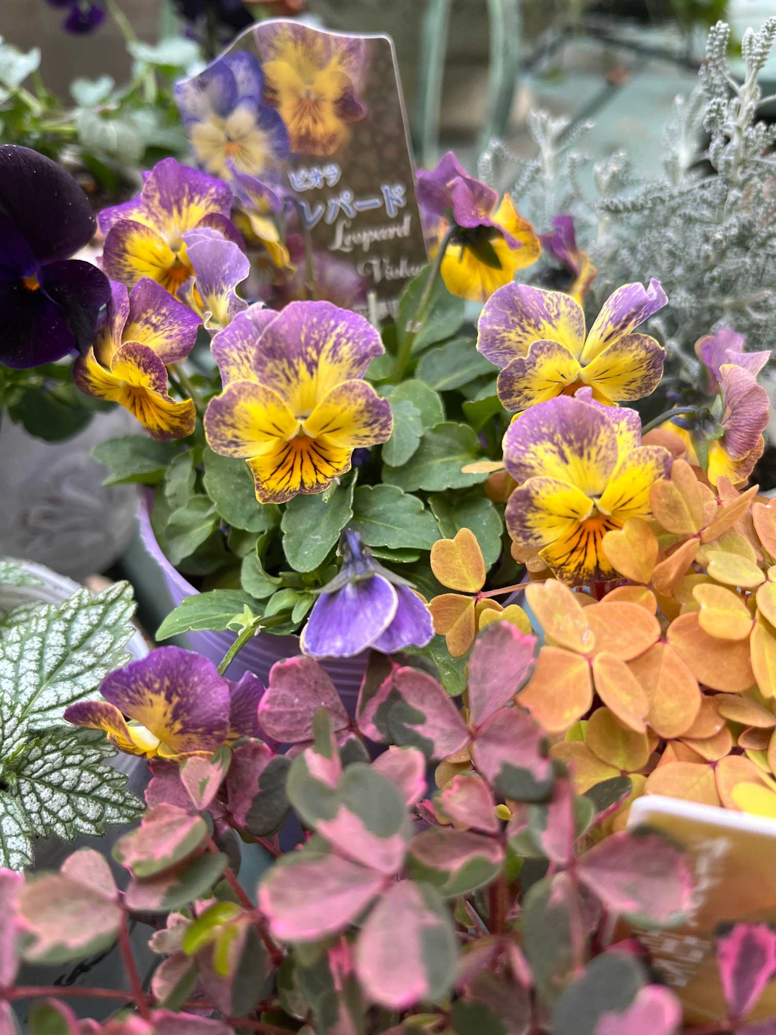 おかーしゃお迎えビオラ2024〜2025 part1 1〜30｜🍀GreenSnap