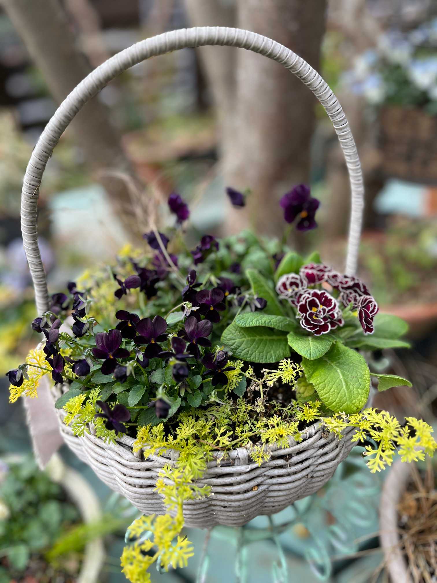 おかーしゃお迎えビオラ2024〜2025 part1 1〜30｜🍀GreenSnap